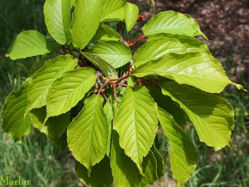 Japanese Mountain Cherry Foliage