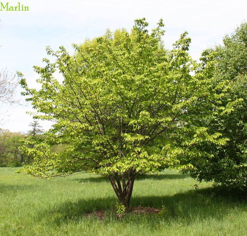 Japanese Mountain Cherry Tree