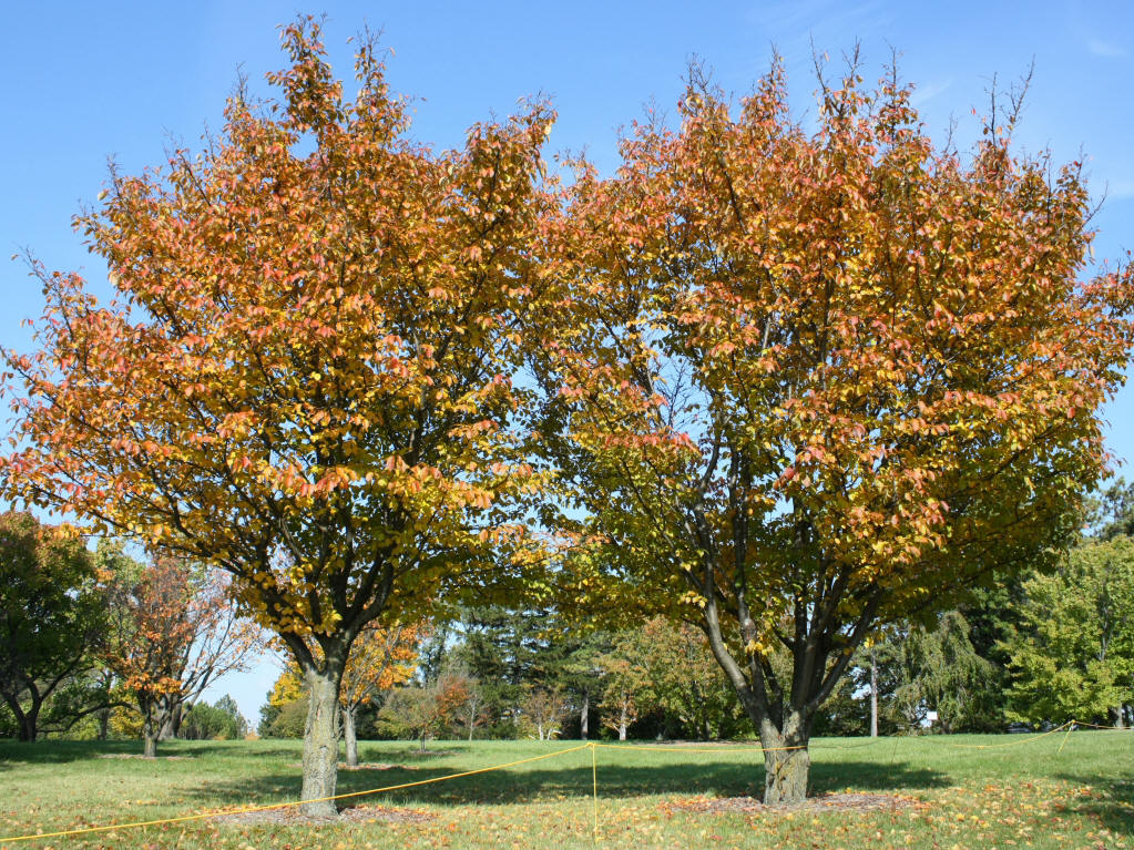 Judd's Cherry Trees
