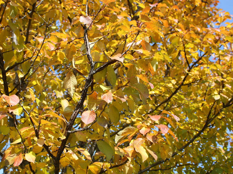 Judd's Cherry fall colors