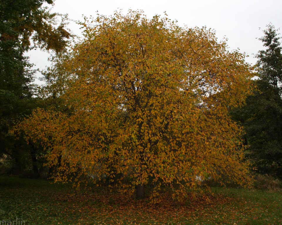 Manchurian Crabapple - Malus baccata var. mandshuria, Morton Arboretum acc. 422-83*5