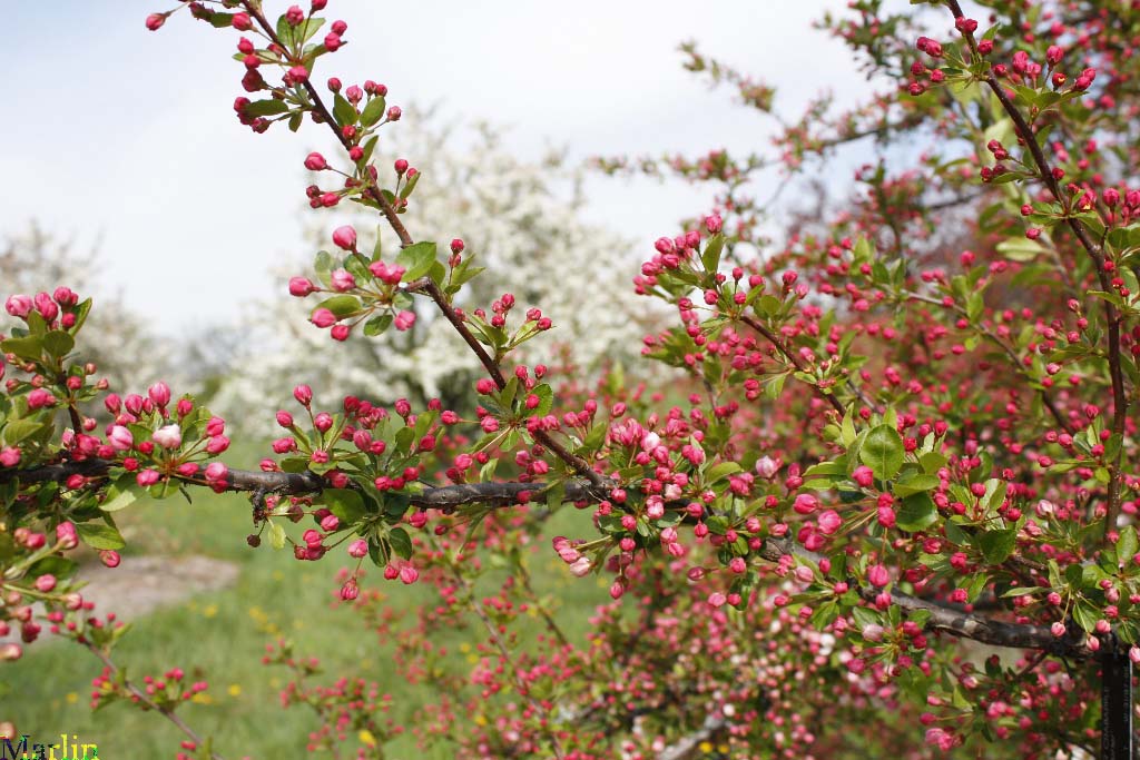 Mary Potter Crabapple - Malus 'Mary Potter'