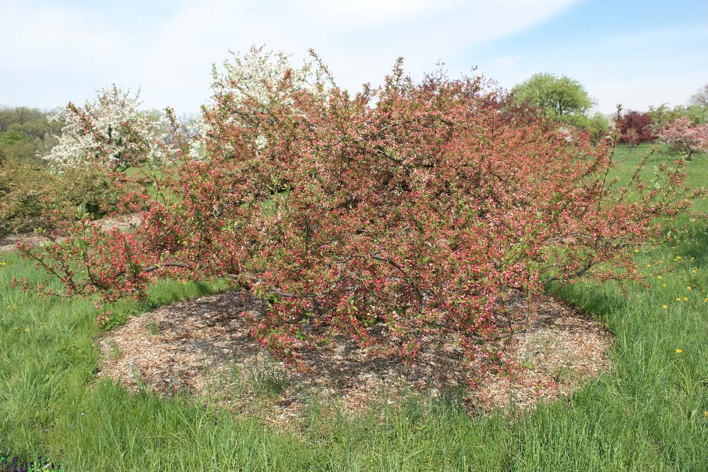 Mary Potter Crabapple - Malus 'Mary Potter'