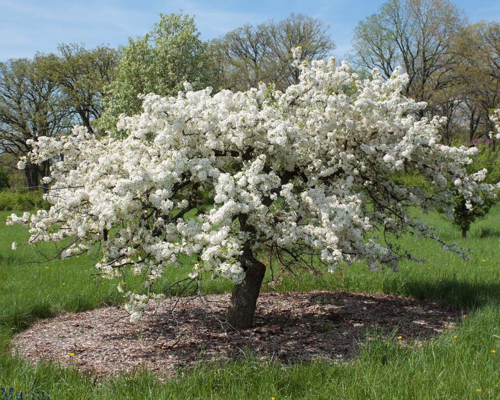 Marry Potter Crabapple, Morton Arboretum acc. 520-62*2