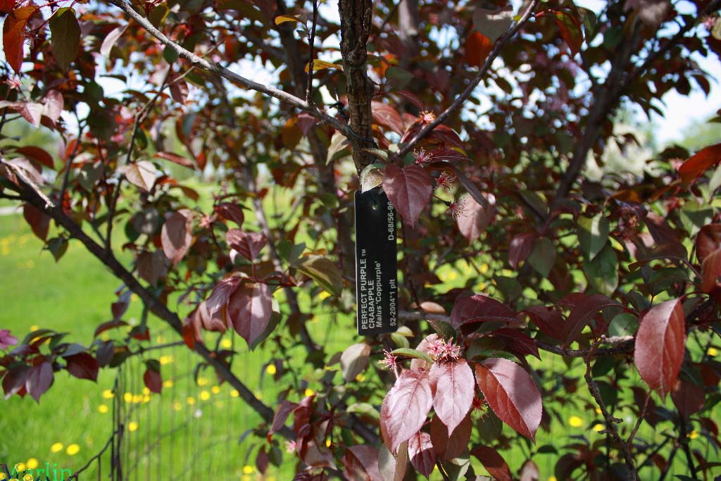 Perfect Purple™ Crabapple