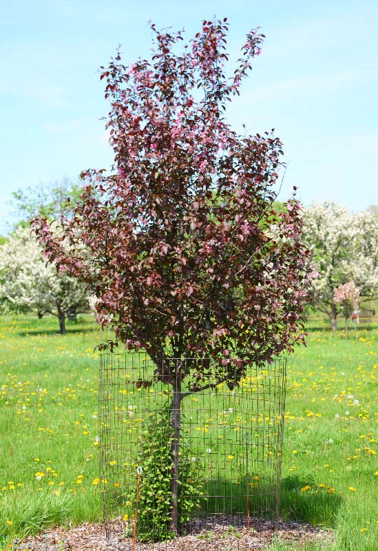 Perfect Purple™ Crabapple