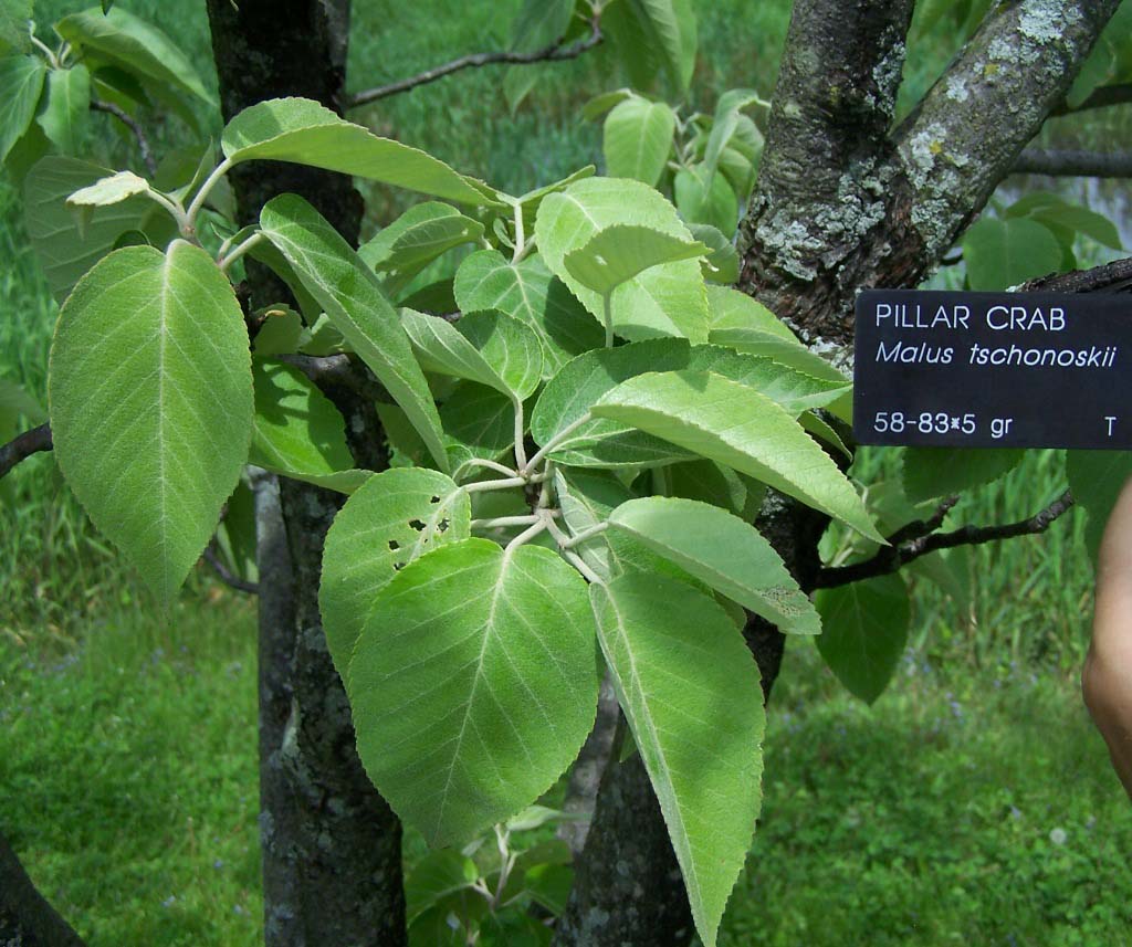 Pillar Apple Foliage