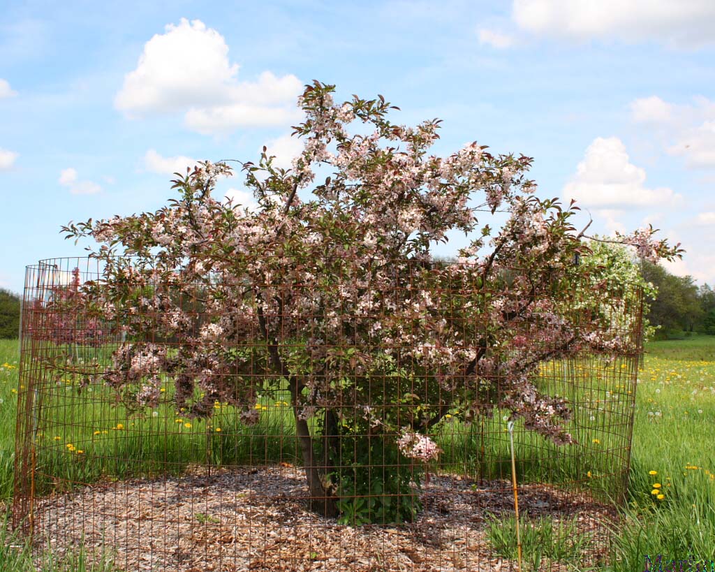 Pink Princess™ Crabapple - Malus 'Parrsi'