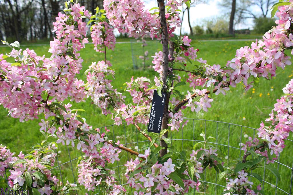Pink Satin Crabapple