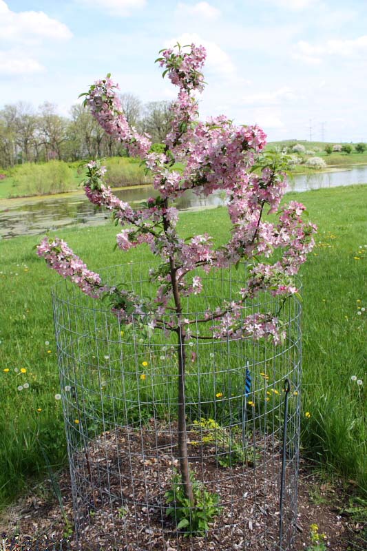 Pink Satin Crabapple