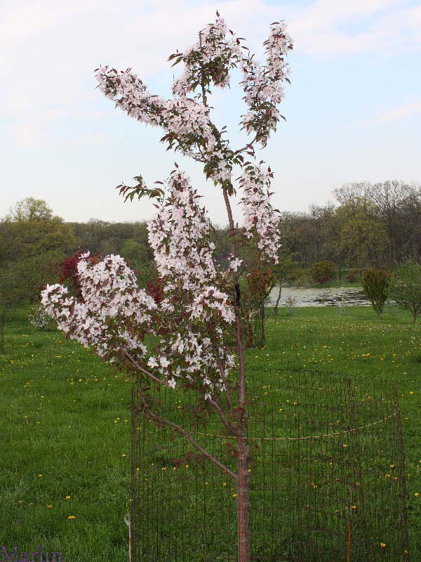 Pink Spires Crabapple