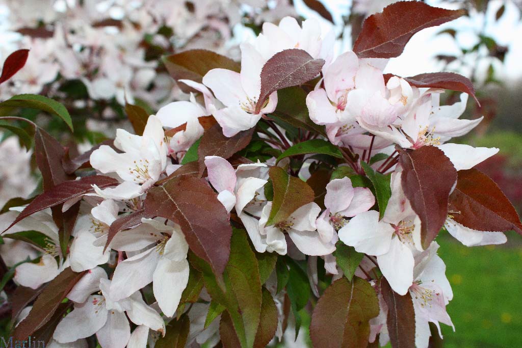 Pink Spires Crabapple