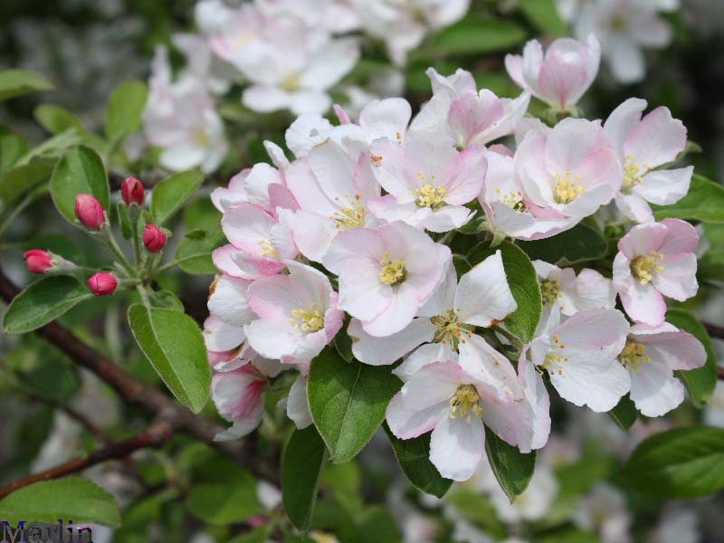 Plum-leaved Crabapple - Malus prunifolia