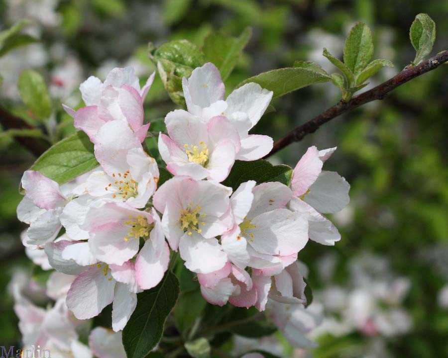 Plum-leaved Crabapple - Malus prunifolia