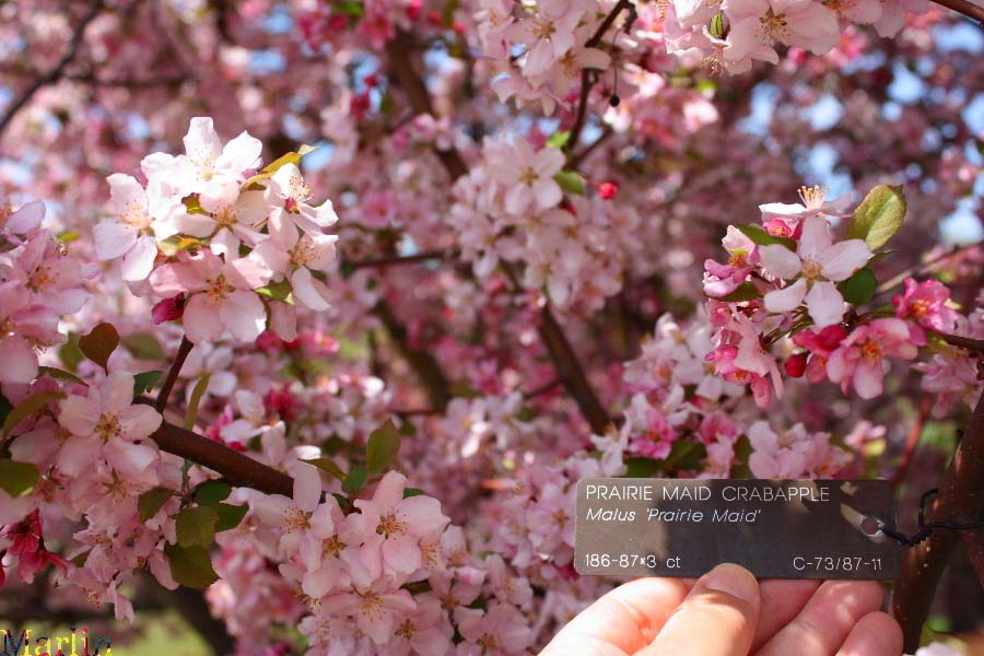 Prairie Maid Crabapple Flowers