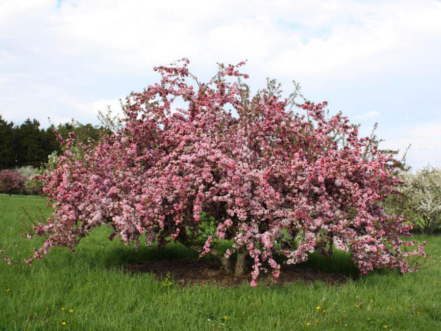 Prairie Maid Crabapple