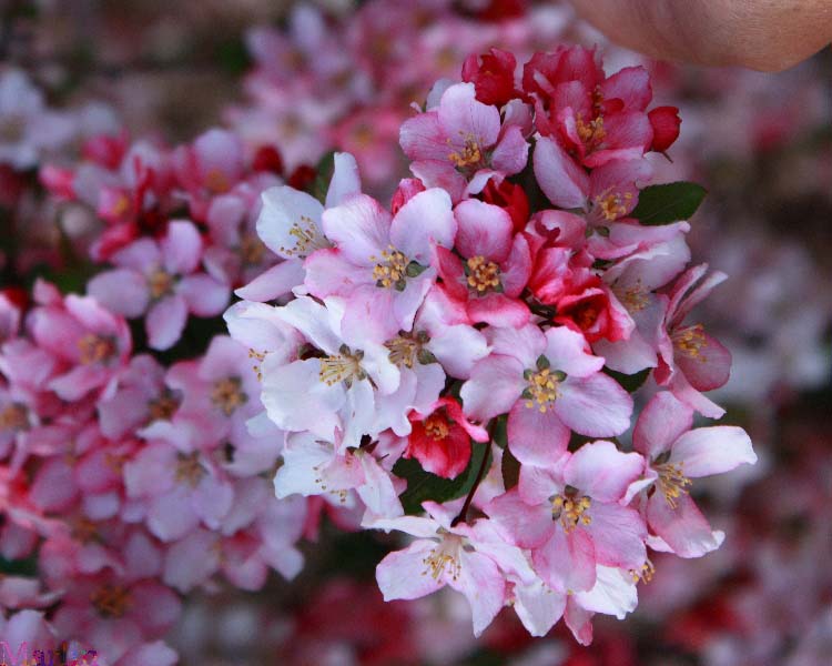 Prairie Maid Crabapple