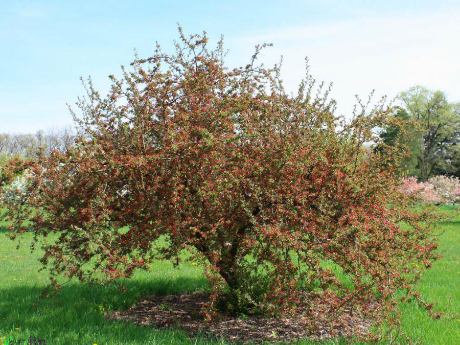 Prairie Maid Crabapple - Malus 'Prairie Maid'