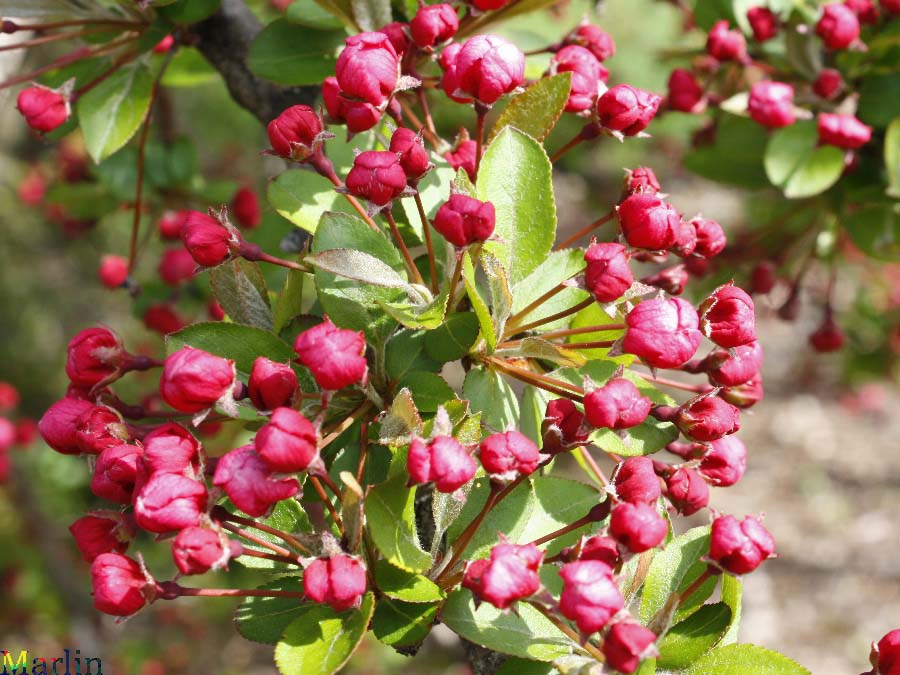 Prairie Maid Crabapple - Malus 'Prairie Maid'