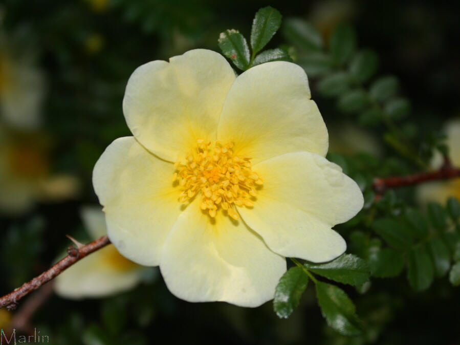Primrose Rose - Rosa primula