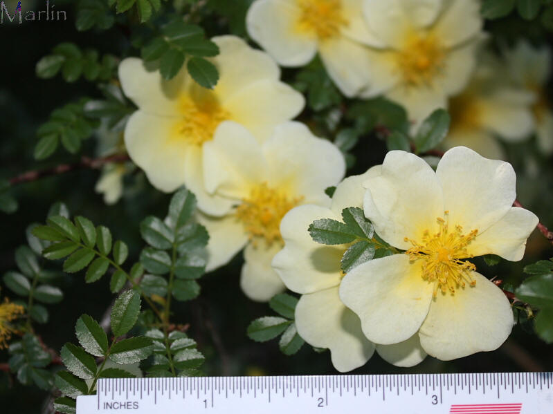 Primrose Rose - Rosa primula