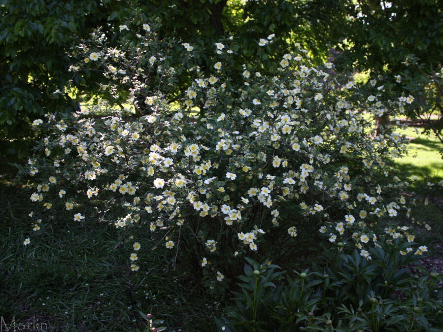 Primrose Rose