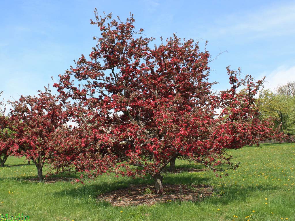 Profusion Crabapple Habit &nbsp;