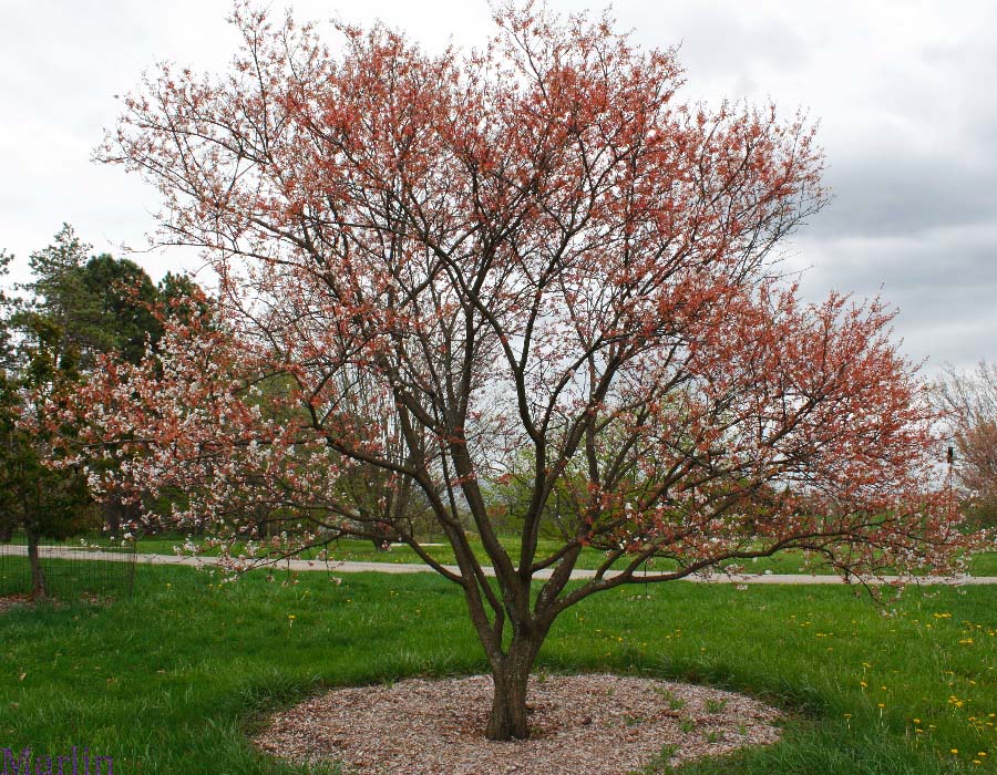 Purple Apricot - Prunus dasycarpa