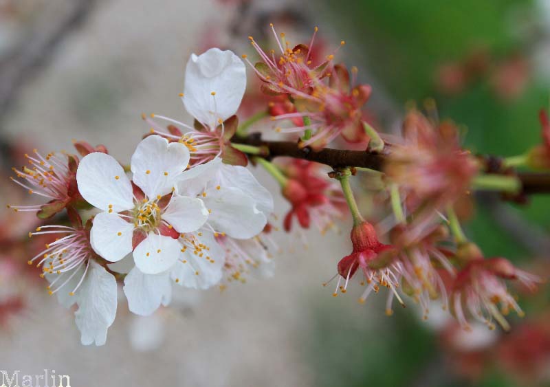 Purple Apricot - Prunus dasycarpa