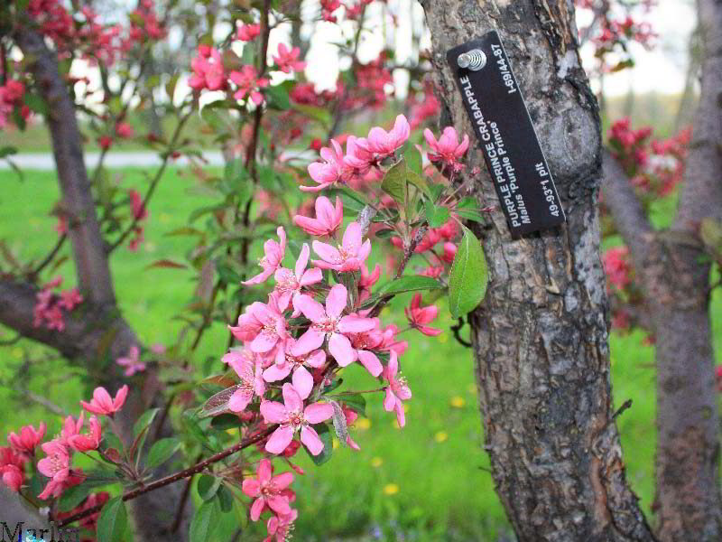 Purple Prince Crabapple - Malus 'Purple Prince'