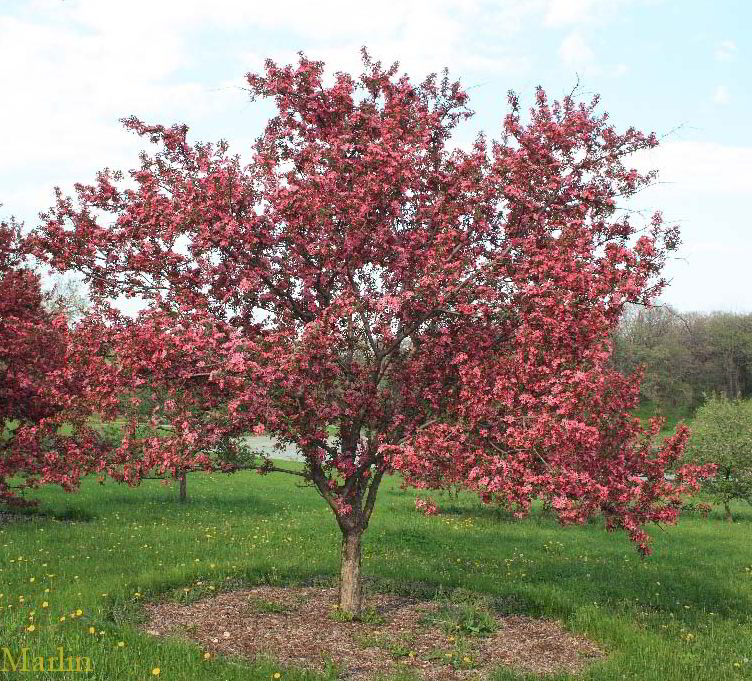 Purple Prince Crabapple - Malus 'Purple Prince'