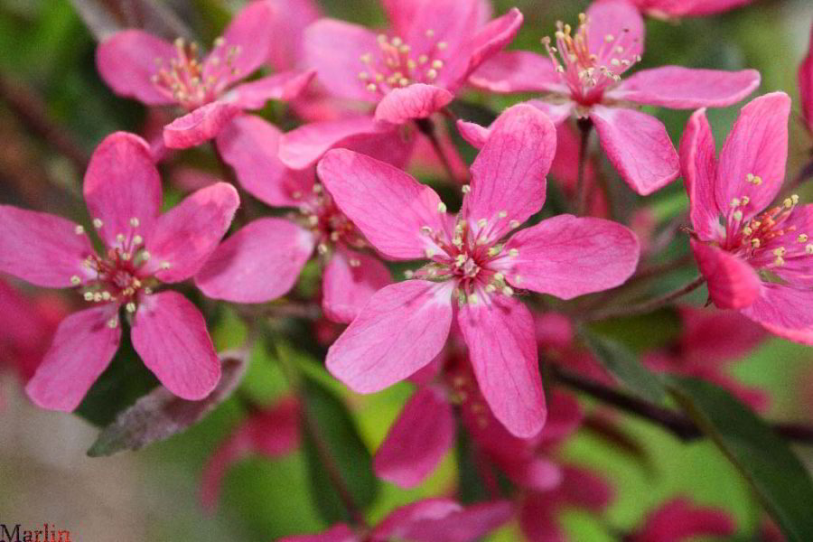 Purple Prince Crabapple - Malus 'Purple Prince', Morton Arboretum acc. 49-93*1