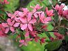Purple Prince Crabapple - Malus 'Purple Prince'