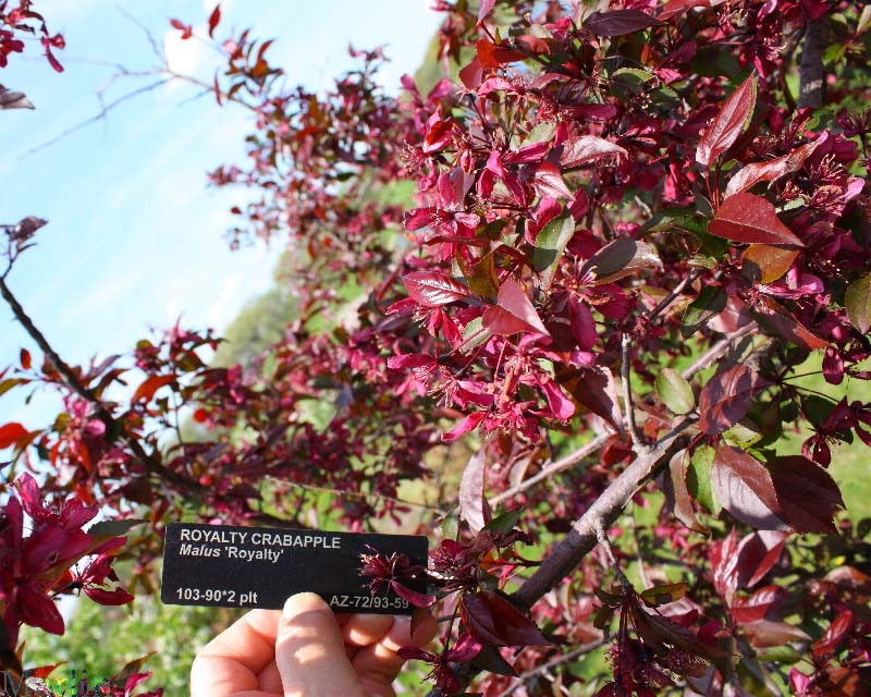 Royalty Crabapple