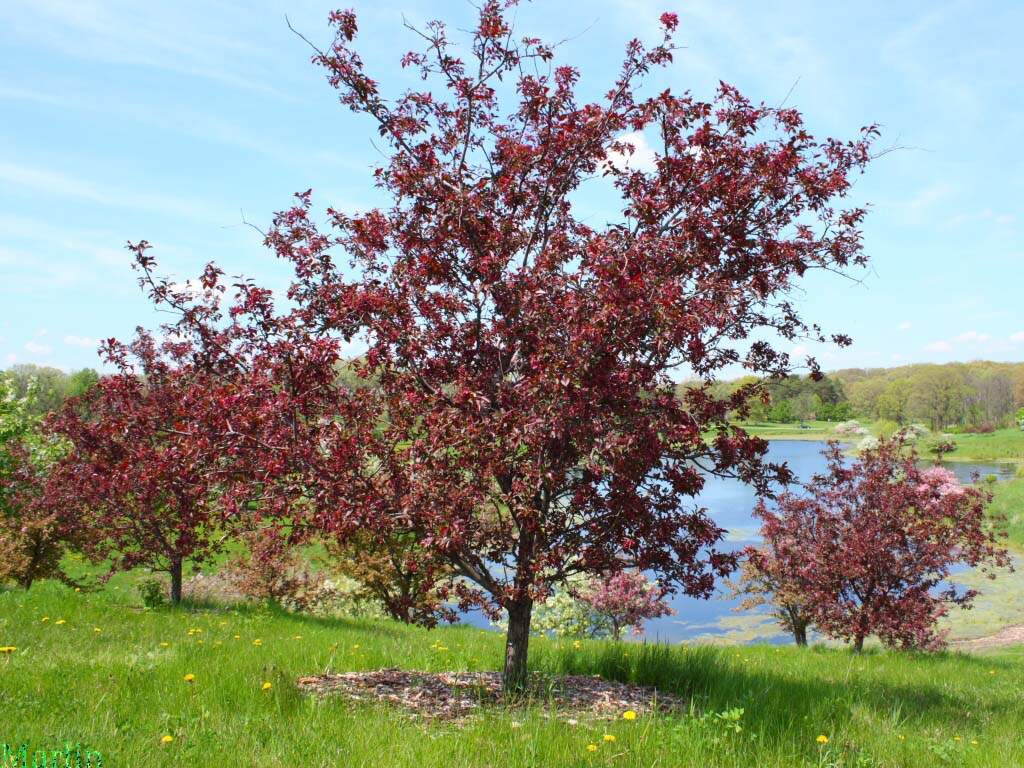 Royalty Crabapple