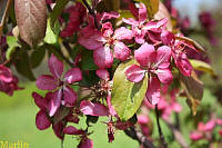 Red Baron Crabapple - Malus 'Red Barron'