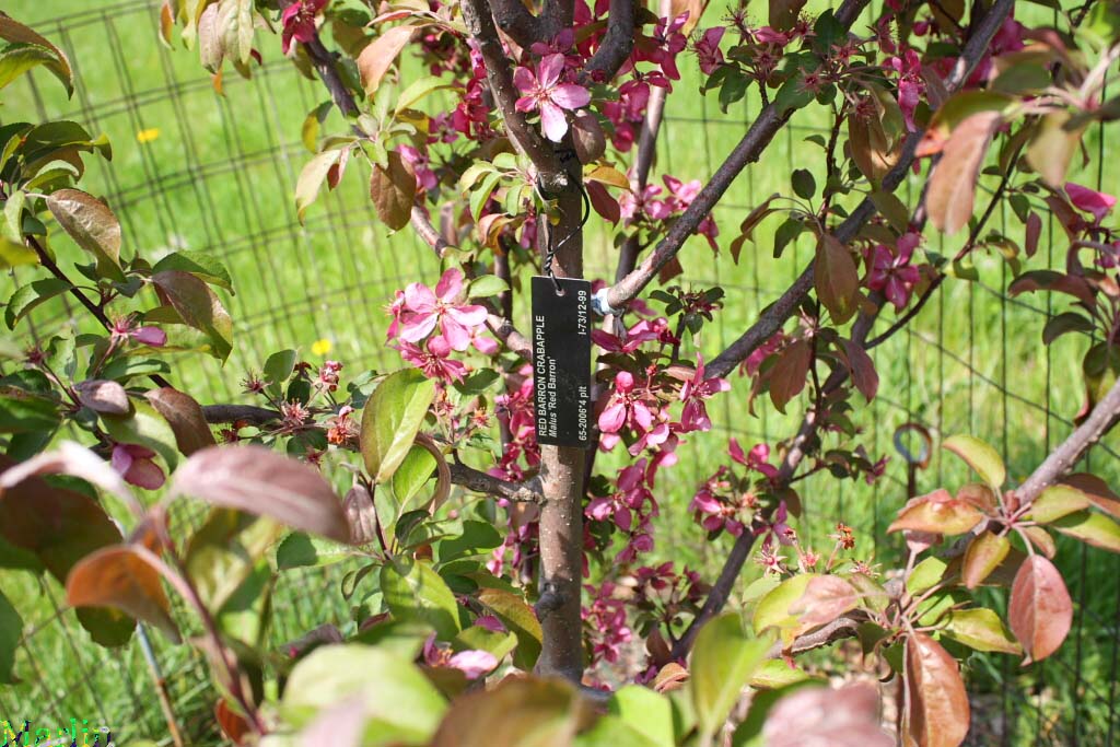 Red Barron Crabapple