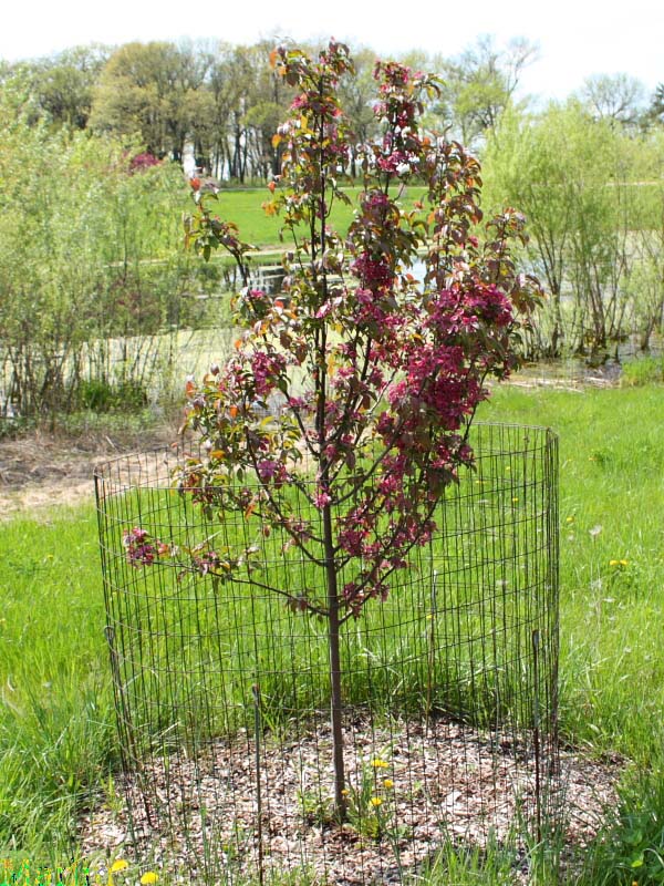 Red Barron Crabapple
