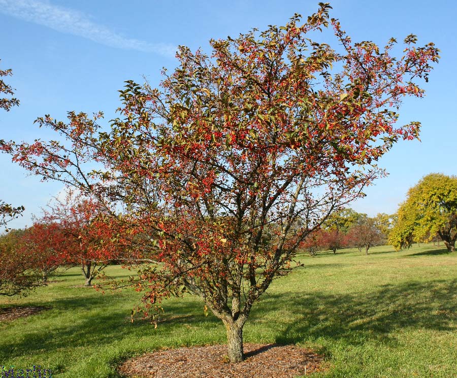 Red Jewel Crabapple
