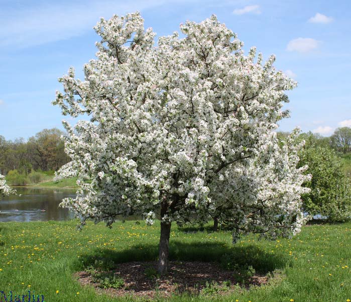 Red Peacock Crabapple