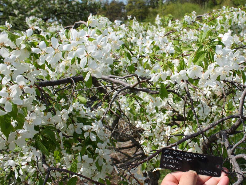 Red Swan Crabapple