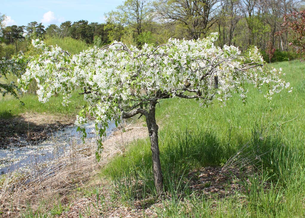 Red Swan Crabapple