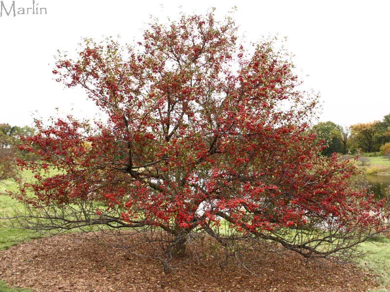Redbird Crabapple