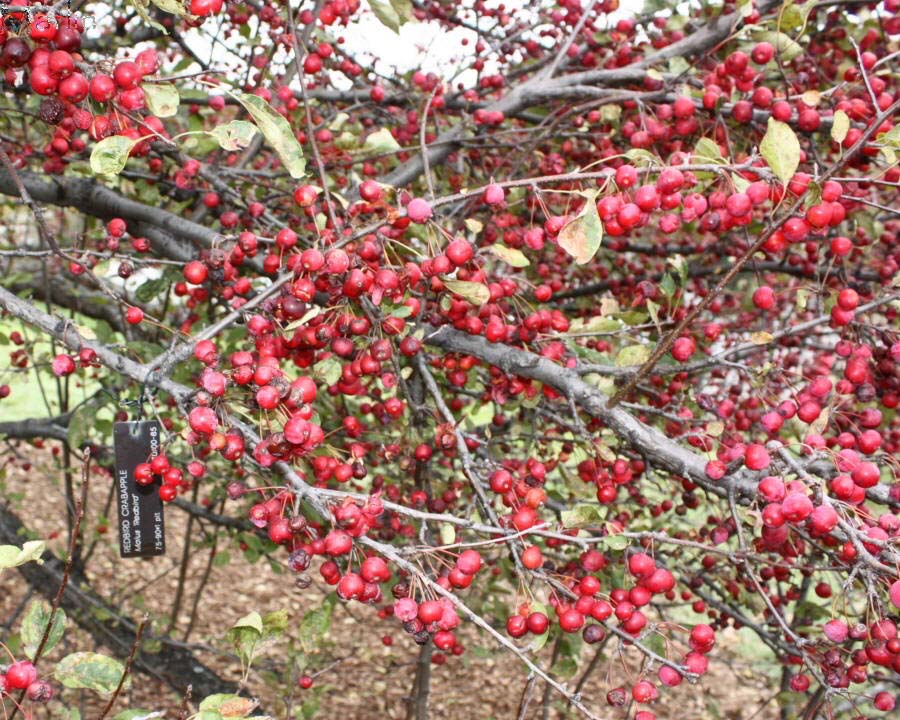 Redbird Crabapple