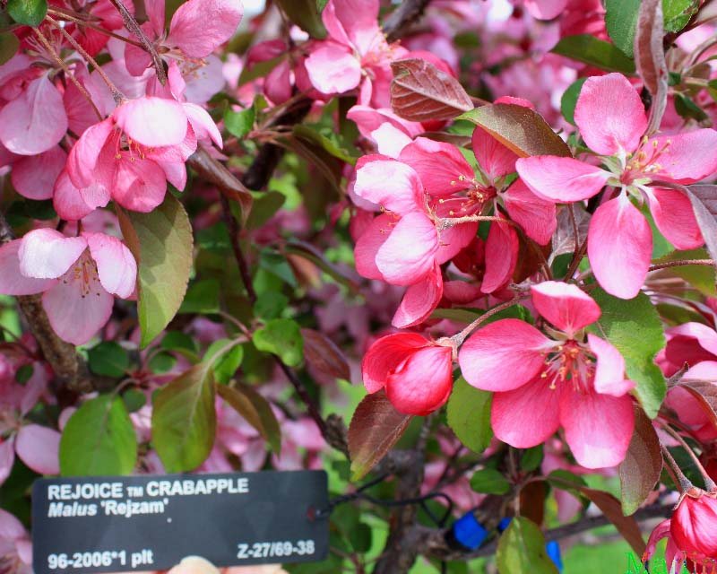 Rejoice Crabapple - Malus 'Rejzam'