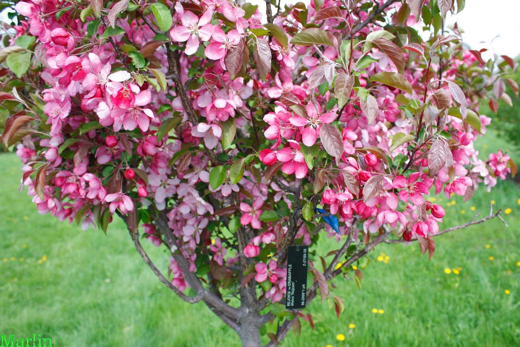 Rejoice Crabapple - Malus 'Rejzam'