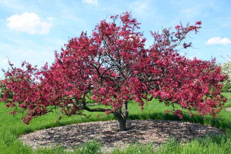 Family Rosaceae 