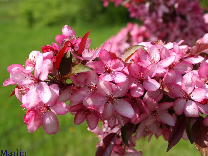 Royal Raindrops™ Crabapple