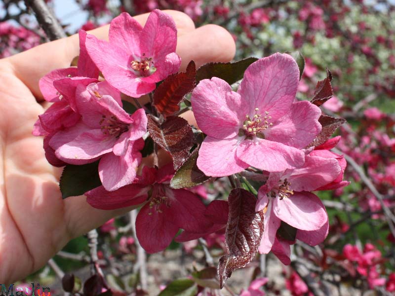 Ruby Luster Crabapple - Malus 'Ruby Luster'