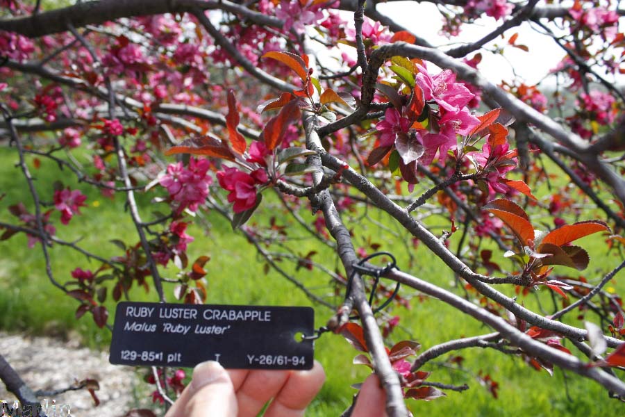 Ruby Luster Crabapple - Malus 'Ruby Luster'